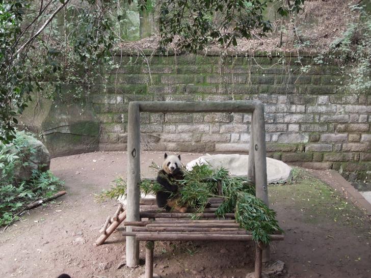 Panda im Zoo Chongqing
